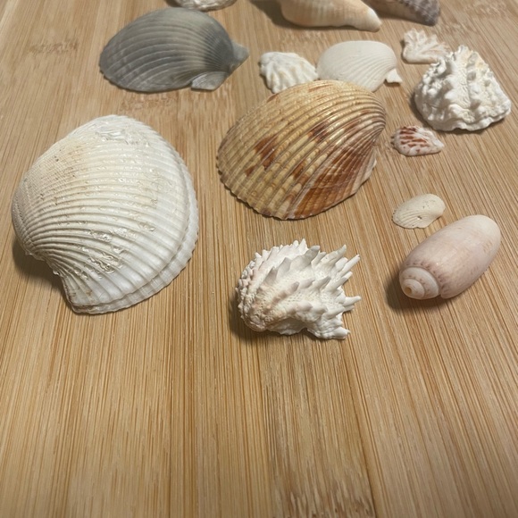 Assorted Seashell Collection - Picture 3 of 5